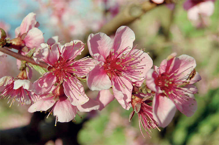 Peach flowers.